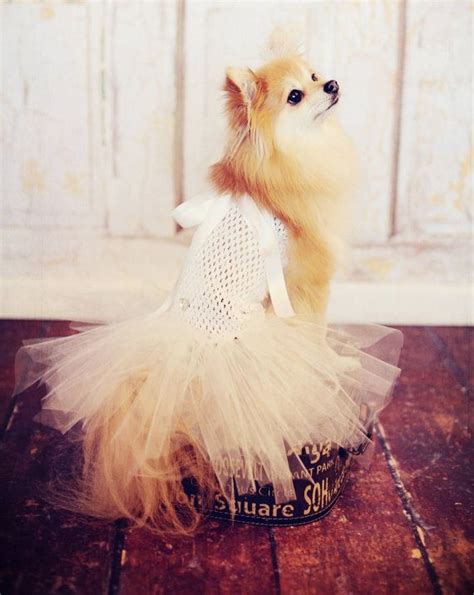 Pomeranian Puppy Dress - Pets Lovers