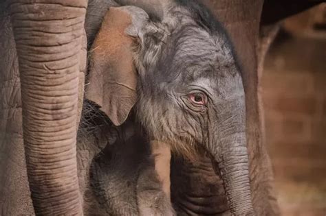 The magical moment Chester Zoo CCTV captures baby elephant birth - North Wales Live