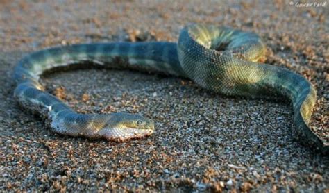 Hook-nosed sea snake - Marine Life of Mumbai