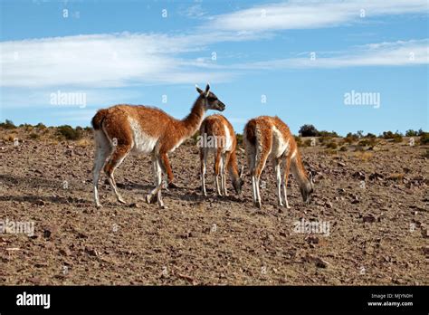 Mother and two young guanacos. Patagonian habitat, desert rocks and ...