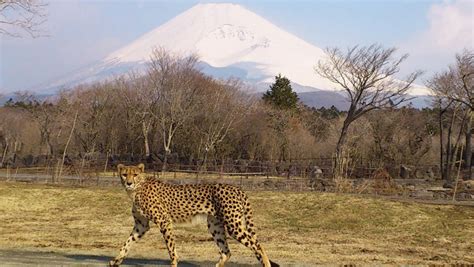 Day Trip To Fuji Safari Park - Savvy Tokyo