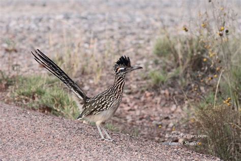 Greater Roadrunner--Bird of the Day | Birding Pictures