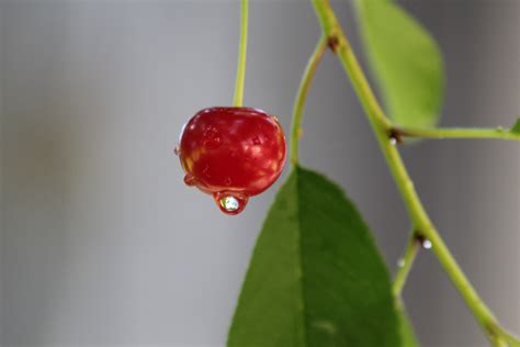 Free Images : branch, drop, fruit, leaf, flower, food, green, red, produce, flora, close up ...
