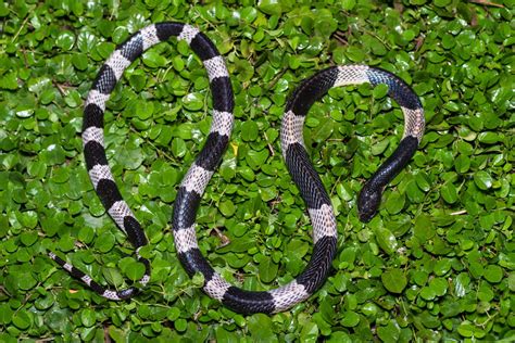 Blue krait (Bungarus candidus)