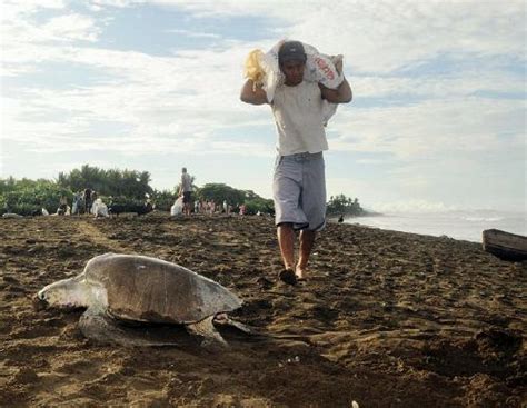 Harvesting Sea Turtle Eggs In Costa Rica