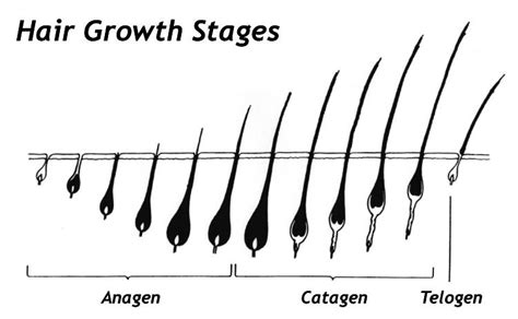 What Are The Stages Of Natural Hair Growth? - For Long, Healthy Natural ...