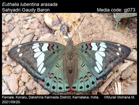 Euthalia lubentina (Cramer, [1777]) - Gaudy Baron | Butterfly