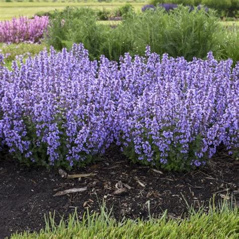 cat's pajamas catmint seeds - Darline Sizemore