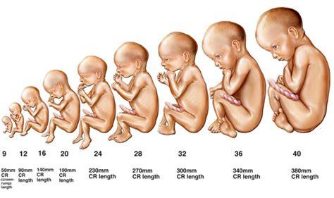 Development of the fetus/baby - MobieG