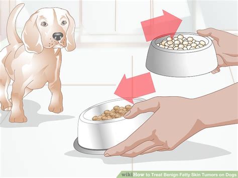 How to Treat Benign Fatty Skin Tumors on Dogs: 11 Steps