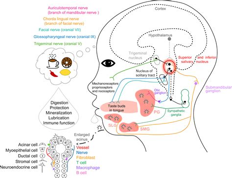 Frontiers | Progress in salivary glands: Endocrine glands with immune functions