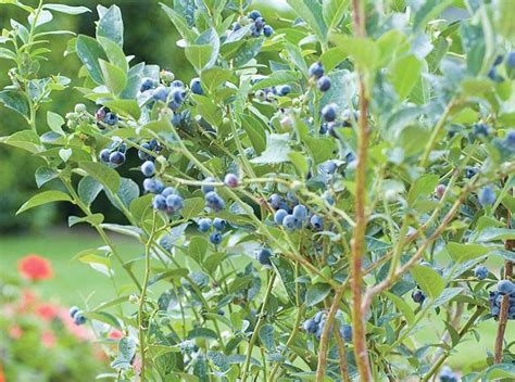 How to Prune a Blueberry Bush Video | Thompson & Morgan