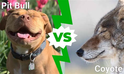 Pit Bull vs. Coyote: Which Animal Would Win a Fight?