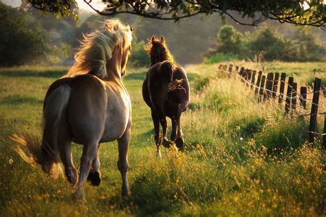 Dierenrijk Paard Wallpaper | Paarden, Dieren mooi, Mooie paarden