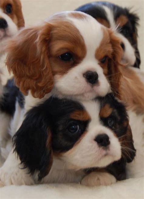 363 best Beautiful Cavalier King Charles Spaniels images on Pinterest | Cavalier king charles ...