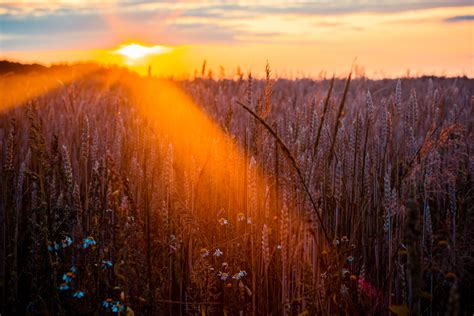 Wheat Field Sun Beams Photography 5k Wallpaper,HD Nature Wallpapers,4k ...