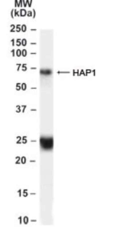 HAP1 Antibody 0.1mg; Unlabeled:Antibodies, Polyclonal | Fisher Scientific