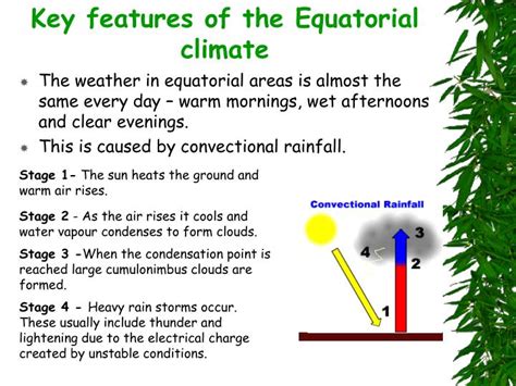 PPT - The Equatorial Rainforest PowerPoint Presentation - ID:927354