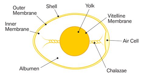 Anatomy of an Egg | Exploratorium