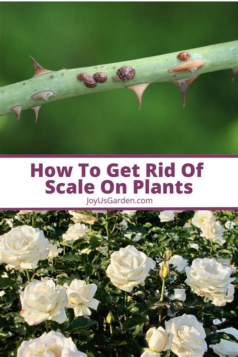 How to Get Rid of Scale on Plants