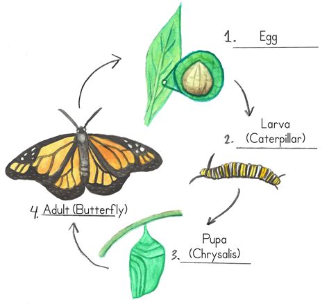 Butterfly Life Cycle Diagram