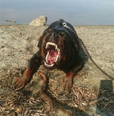 a dog laying on the ground with its mouth open