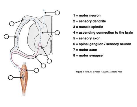 Monosynaptic reflex Quiz