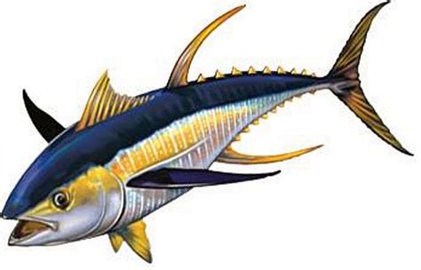 Bluefin Tuna Drawing at GetDrawings | Free download