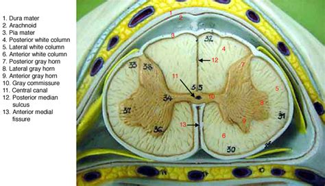 Spinal Cord Model Labeled