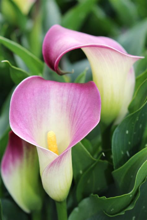 Zantedeschia Nashville – Brighter Blooms