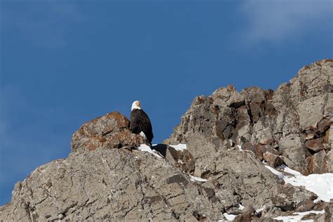 Cliff Dweller Photograph by Ronnie And Frances Howard | Fine Art America