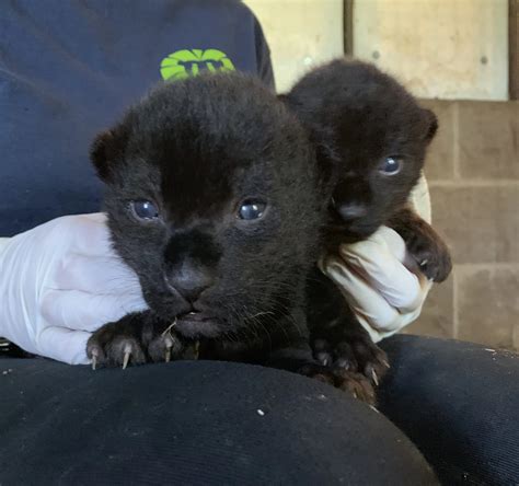 Newborn Jaguar Cubs At Magnetic Hill Zoo | Country 94