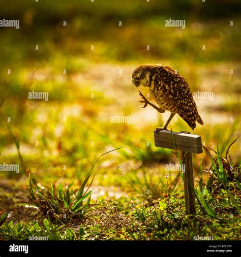 Florida Burrowing Owl Stock Photo - Alamy