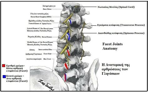 Facet Joint Dorsal Ramus