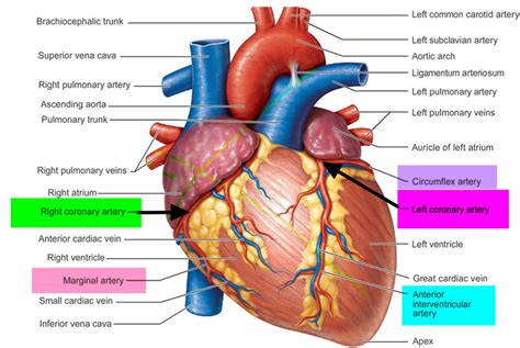 Myocardial Ischemia - Causes, Diagnosis, Symptoms, Treatment