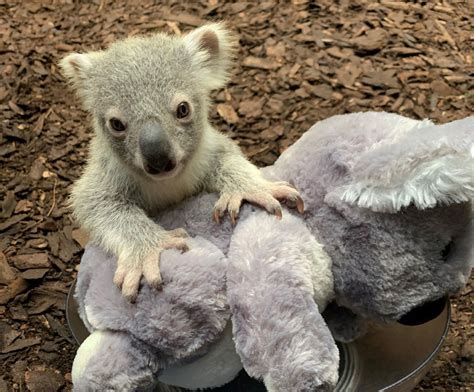 The UK’s only baby koala born at Edinburgh Zoo | National