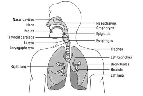 Parts Of Upper Respiratory Tract
