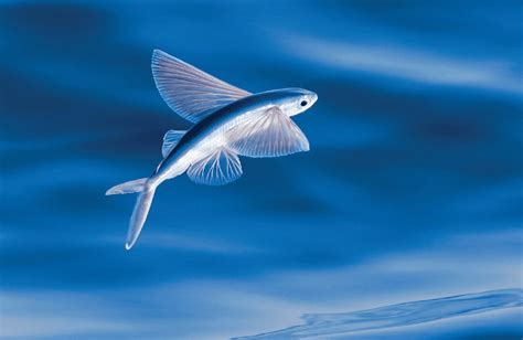 11 Fascinating Animals With Wings and Their Pictures