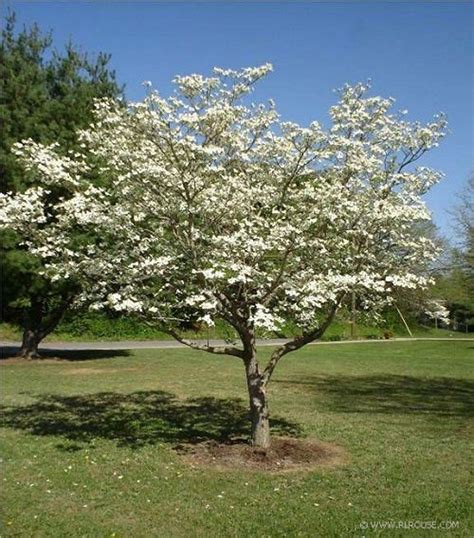 Pink Dogwood, Dogwood Trees, Trees And Shrubs, Flowering Trees, Trees ...