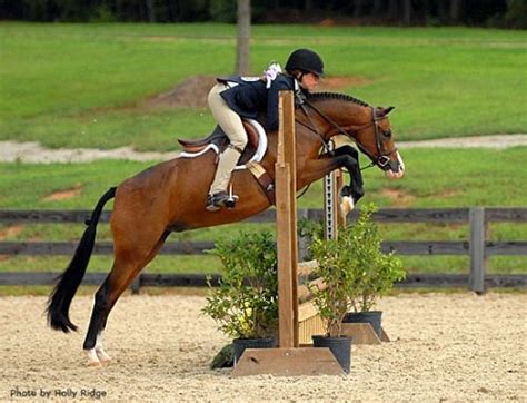 24 best Ponies images on Pinterest | Show jumping, Children and Horse