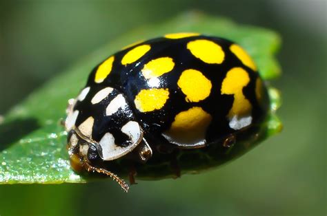 Pin on Ladybugs | Yellow ladybug, Ladybug, Beautiful bugs