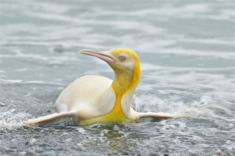 A Rare Yellow Penguin Has Been Photographed for the First Time on a ...