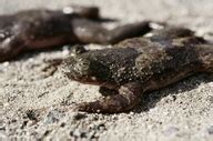 Cryptomundo » Lungless Frog Discovered