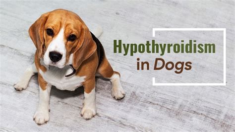 Hypothyroidism in Dogs: Causes, Symptoms, and Treatment