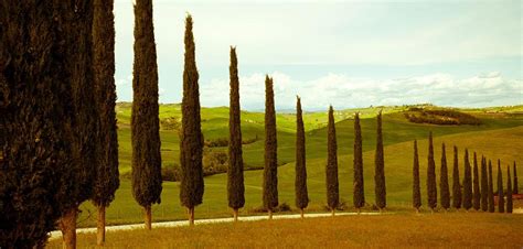 The iconic trees of Tuscany - Beyond Toscano