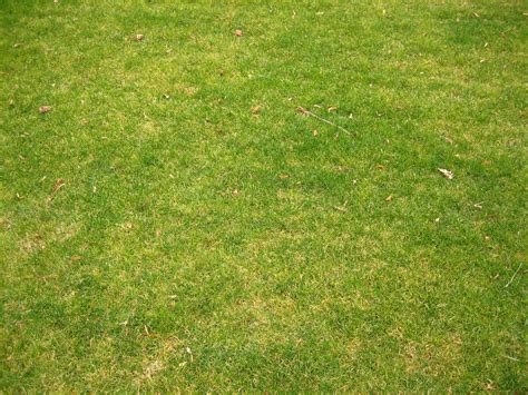 Free picture: short grass