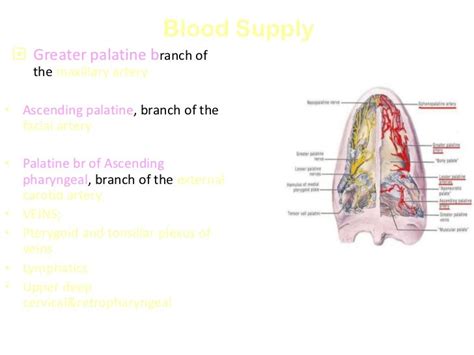 Palate