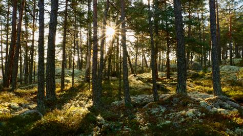 Autumn in a Swedish forest [OC][2400x1348] : r/EarthPorn