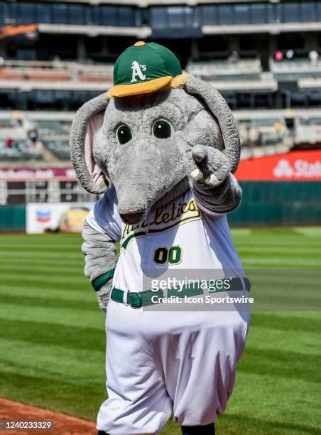 420 Oakland Athletics Mascot Stock Photos, High-Res Pictures, and Images - Getty Images