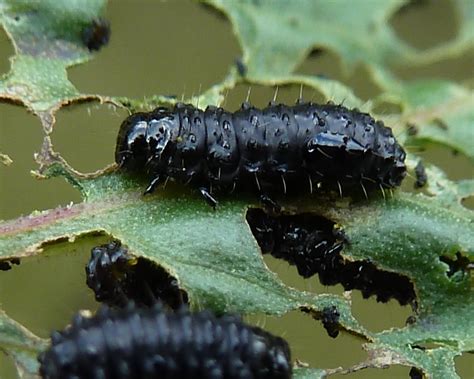 Dave Hubble's ecology spot: Leaf-beetle Larval Challenge